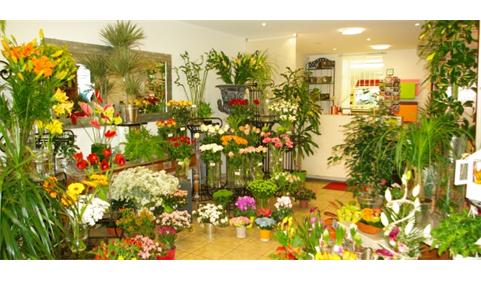 magasin fleurs bordeaux 1302161817.jpg